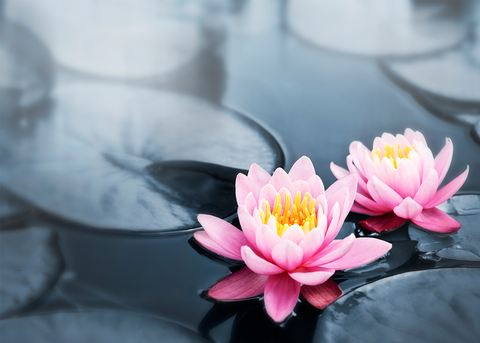 Loyalty Card for Massage/Beauty Salons, Hairdressers, Therapists - Water Lilly photo - A7 size